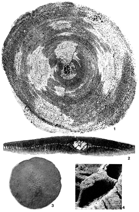 Simplorbites papyraceus (Boubée, 1832)