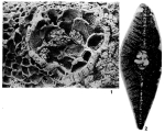 Simplorbites papyraceus (Boubée, 1832)
