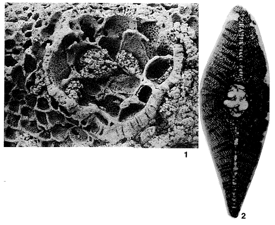 Simplorbites papyraceus (Boubée, 1832) Simplorbites papyraceus (Boubée, 1832)