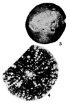 Torreina torrei Palmer, 1934