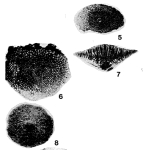 Orbitoides mamillata Schlumberger, 1902