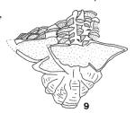 Sirtina orbitoidiformis Brönnimann & Wirz, 1962