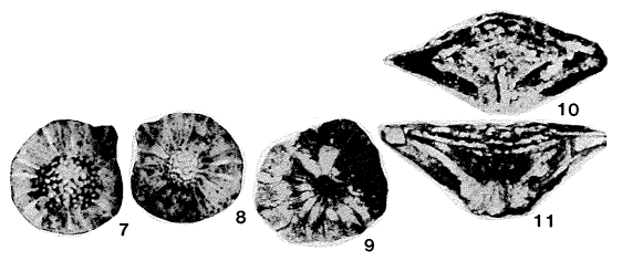 Iranites ornatus Rahaghi, 1976