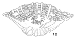 Vanderbeekia trochoidea Brönnimann & Wirz, 1962