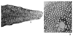 Actinosiphon semmesi Vaughan, 1929