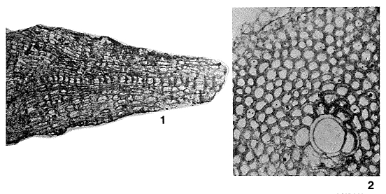 Actinosiphon semmesi Vaughan, 1929 Actinosiphon semmesi Vaughan, 1929