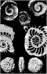 Daviesina khatiyahi Smout, 1954