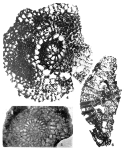 Helicorbitoides