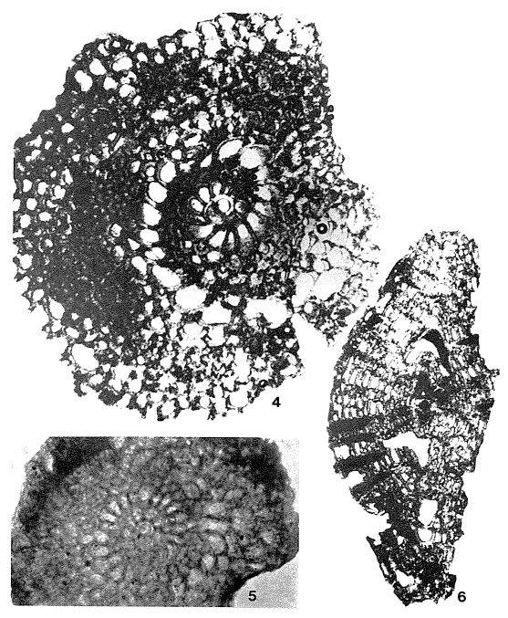 Helicorbitoides Helicorbitoides