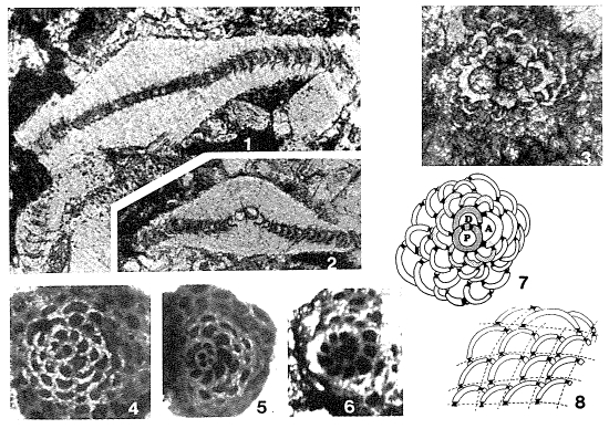 Hellenocyclina beotica Reichel, 1949 Hellenocyclina beotica Reichel, 1949