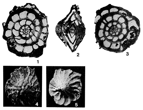 Penoperculoides cubensis Cole & Gravell, 1952 Penoperculoides cubensis Cole & Gravell, 1952