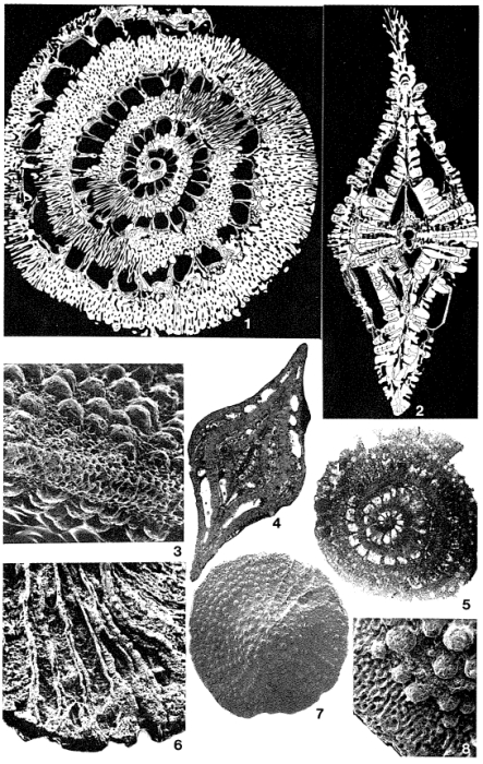 Pseudosiderolites vidali (Douvillé, 1907) Pseudosiderolites vidali (Douvillé, 1907)