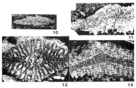 Historbitoides kozaryi Brönnimann, 1956 Historbitoides kozaryi Brönnimann, 1956