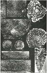 Pseudorbitoides trechmanni Douvillé, 1922