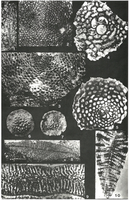 Pseudorbitoides trechmanni Douvillé, 1922 Pseudorbitoides trechmanni Douvillé, 1922