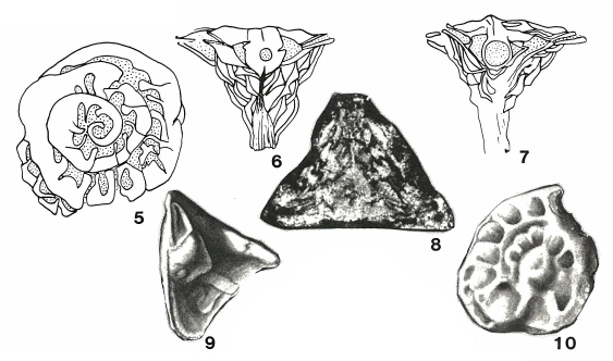 Conorbitoides cristalensis Brönnimann, 1958 Conorbitoides cristalensis Brönnimann, 1958