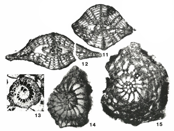Sulcorbitoides pardoi Brönnimann, 1954 Sulcorbitoides pardoi Brönnimann, 1954