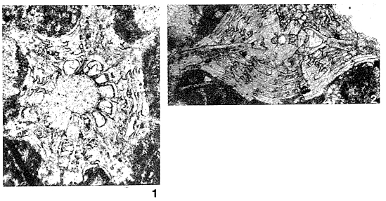Aktinorbitoides browni Brönnimann, 1958 Aktinorbitoides browni Brönnimann, 1958