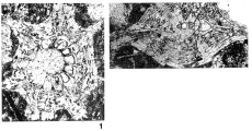 Aktinorbitoides browni Brnimann, 1958, author: Loeblich & Tappan, 1987