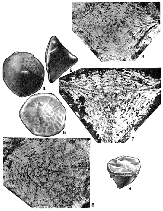 Ctenorbitoides cardwelli Brönnimann, 1958 Ctenorbitoides cardwelli Brönnimann, 1958