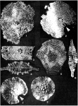 Vaughanina cubensis Palmer, 1934