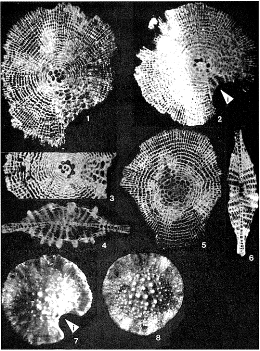 Vaughanina cubensis Palmer, 1934 Vaughanina cubensis Palmer, 1934