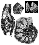 Cuvillierina vallensis (Ruiz De Gaona, 1948)