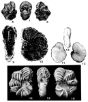 Ornatanomalina geei Haque, 1956