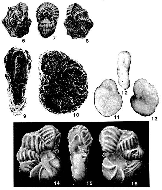 Ornatanomalina geei Haque, 1956 Ornatanomalina geei Haque, 1956