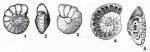 Storrsella haastersi (van den Bold, 1946)