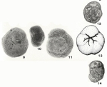 Globorosalina westraliensis Quilty, 1981