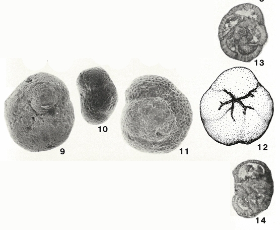Globorosalina westraliensis Quilty, 1981