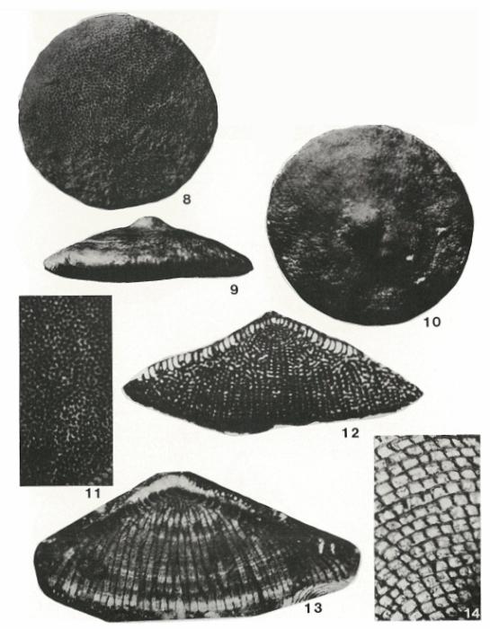 Dictyoconoides cooki (Carter) em. Davies, 1952 Dictyoconoides cooki (Carter) em. Davies, 1952