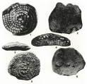 Dictyokathina simplex Smout, 1954, author: Loeblich & Tappan, 1987