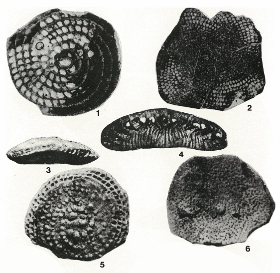 Dictyokathina simplex Smout, 1954 Dictyokathina simplex Smout, 1954