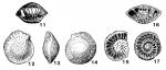 Smoutina cruysi Drooger, 1960