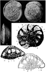 Lockhartia haimei (Davies, 1927)