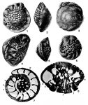 Medocia blayensis Parvati, 1971