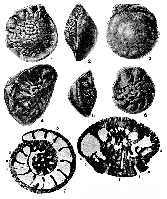Medocia blayensis Parvati, 1971 Medocia blayensis Parvati, 1971