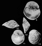 Yaucorotalia moussai Seiglie, 1972