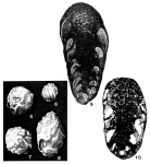 Sakesaria cotteri Davies, 1937