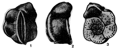 Soriella schoechlei Haque, 1960