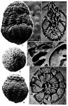 Asanoina globosa (Yabe & Asano, 1937)