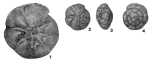 Asteroammonia katangliensis Voloshinova, 1970