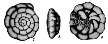 Rotalidium pacificum Asano, 1936, author: Loeblich & Tappan, 1987