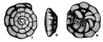 Rotalidium pacificum Asano, 1936