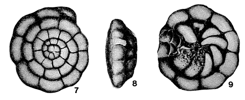 Rotalidium pacificum Asano, 1936