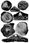 Angotia aquitanica Cuvillier, 1963