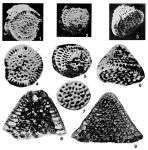 Chapmanina gassinensis (Silvestri, 1905)