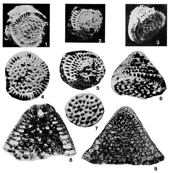 Chapmanina gassinensis (Silvestri, 1905) Chapmanina gassinensis (Silvestri, 1905)